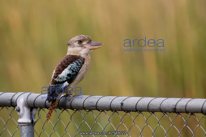 : Blue-winged Kookaburra : Blue-winged Kookaburra
