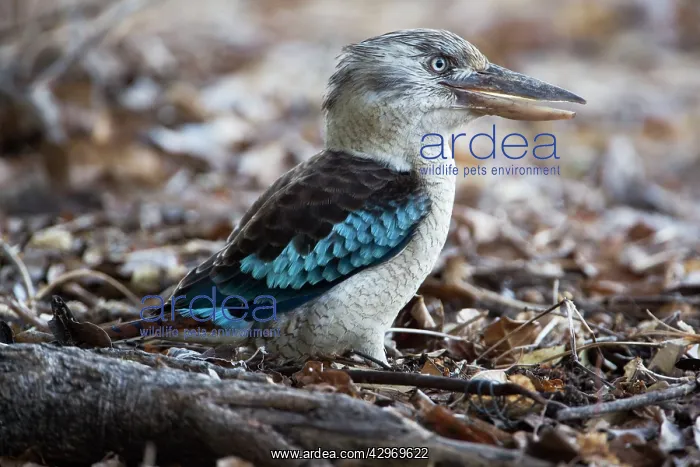 : Blue-winged Kookaburra : Blue-winged Kookaburra