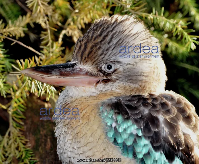 : Blue-winged Kookaburra : Blue-winged Kookaburra
