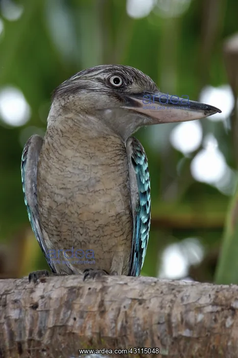 : Blue-winged Kookaburra : Blue-winged Kookaburra