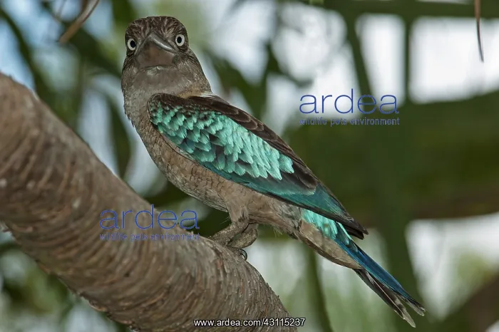 : Blue-winged Kookaburra : Blue-winged Kookaburra