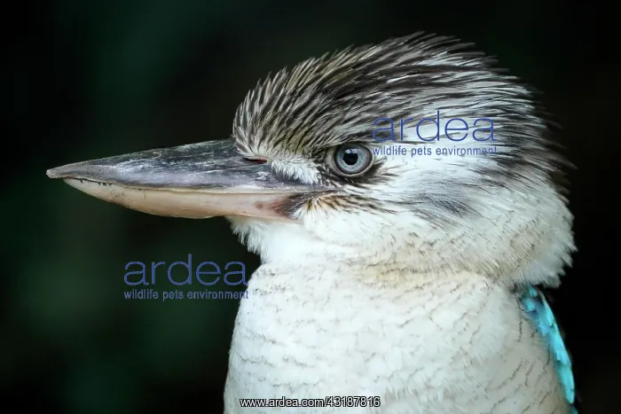 : Blue-winged Kookaburra (Dacelo leachii) Blue-winged : Blue-winged Kookaburra (Dacelo leachii) Blue-winged