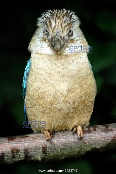 : Blue-winged Kookaburra (Dacelo leachii) Blue-winged : Blue-winged Kookaburra (Dacelo leachii) Blue-winged