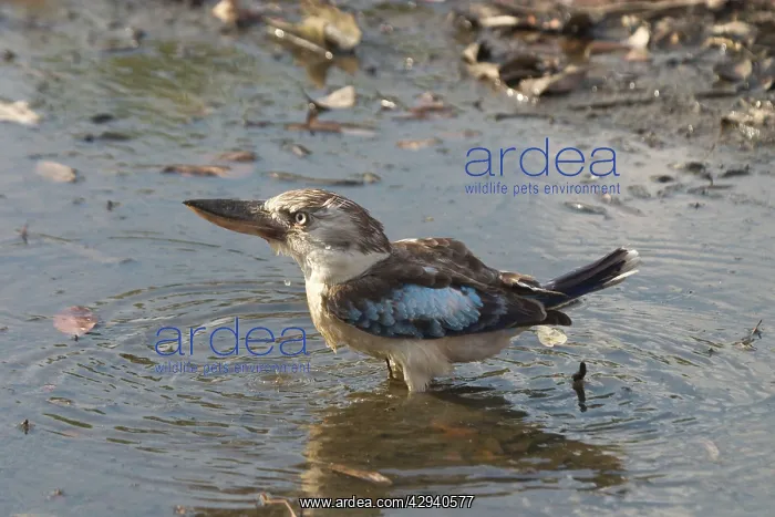 : Blue-winged Kookaburra - Drinking at pool : Blue-winged Kookaburra - Drinking at pool