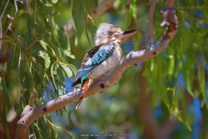 : Blue-winged Kookaburra - female adult sitting