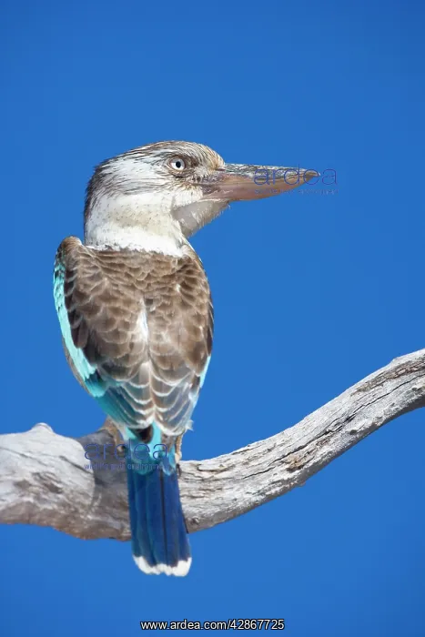 : Blue-winged Kookaburra - male adult : Blue-winged Kookaburra - male adult
