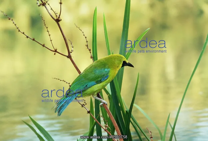 : Blue-winged Leafbird : Blue-winged Leafbird