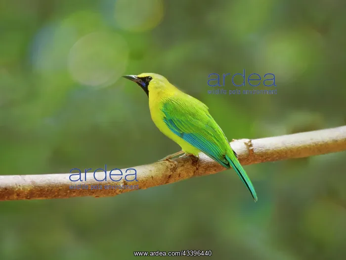  : Blue Winged Leafbird Chloropsis cochinchinensis