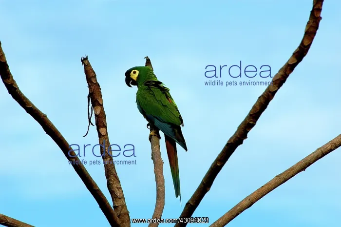  : Blue-winged Macaw, Brazil