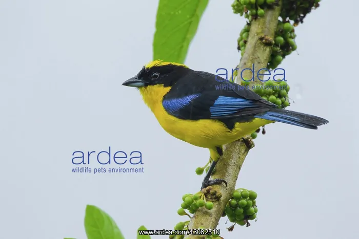 : Blue-winged Mountain Tanager : Blue-winged Mountain Tanager