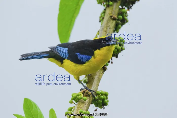 : Blue-winged Mountain Tanager : Blue-winged Mountain Tanager
