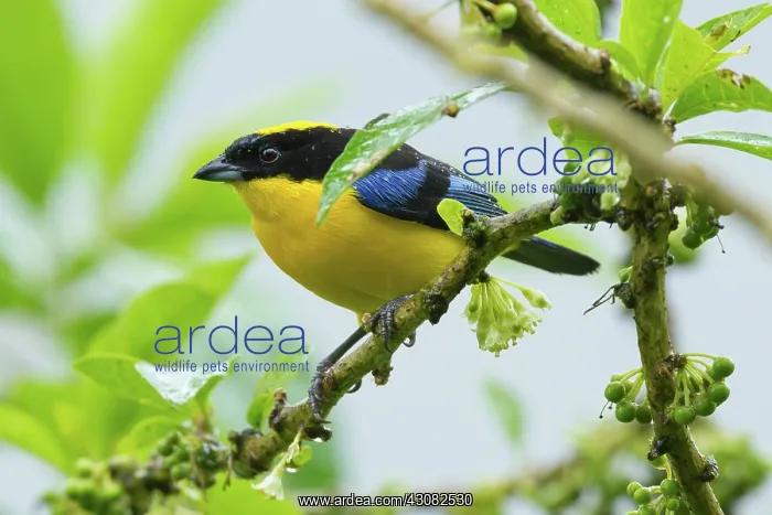 : Blue-winged Mountain Tanager : Blue-winged Mountain Tanager