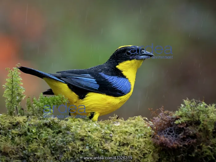 : Blue-winged Mountain Tanager (Anisognathus sompt : Blue-winged Mountain Tanager (Anisognathus sompt