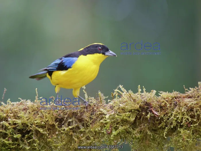 : Blue Winged Mountain Tanager Anisognathus somptu : Blue Winged Mountain Tanager Anisognathus somptu