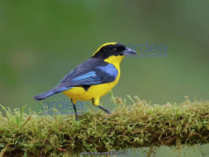 : Blue Winged Mountain Tanager Anisognathus somptu : Blue Winged Mountain Tanager Anisognathus somptu