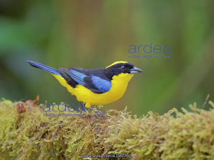 : Blue Winged Mountain Tanager Anisognathus somptu : Blue Winged Mountain Tanager Anisognathus somptu