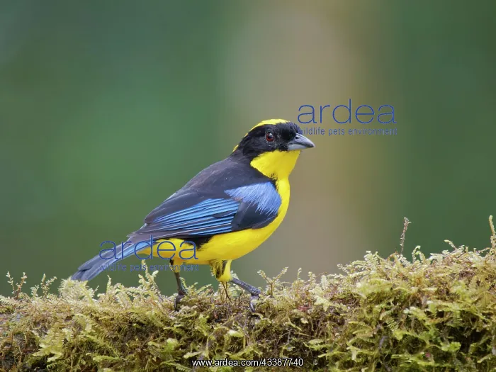 : Blue Winged Mountain Tanager Anisognathus somptu : Blue Winged Mountain Tanager Anisognathus somptu