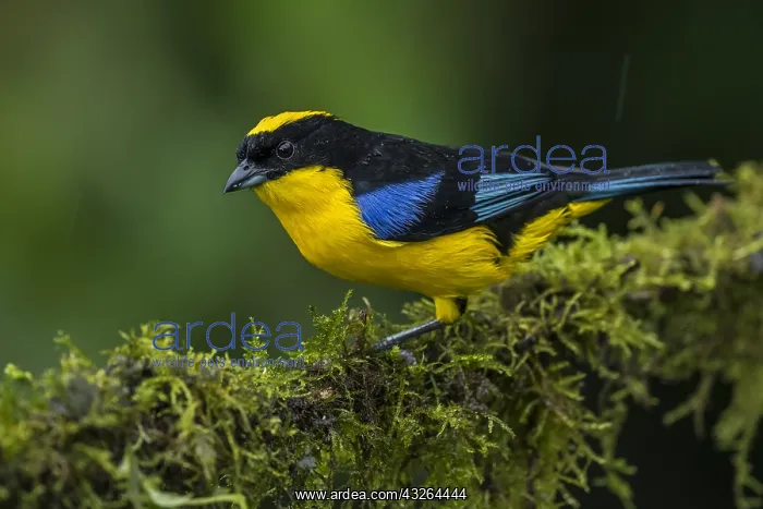 : Blue-winged Mountain Tanager (Anisognathus somptuosus) : Blue-winged Mountain Tanager (Anisognathus somptuosus)