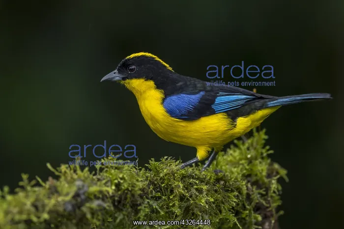 : Blue-winged Mountain Tanager (Anisognathus somptuosus) : Blue-winged Mountain Tanager (Anisognathus somptuosus)