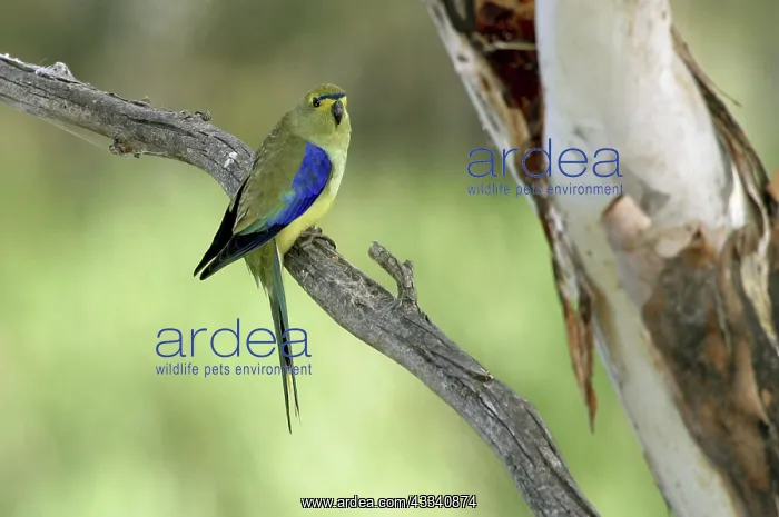 : Blue-winged PARROT : Blue-winged PARROT