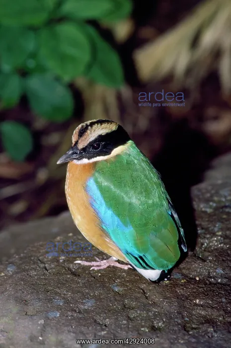 : Blue-winged PITTA : Blue-winged PITTA