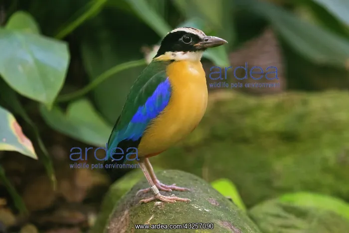 : Blue-winged Pitta, perched on stone, under controlled
