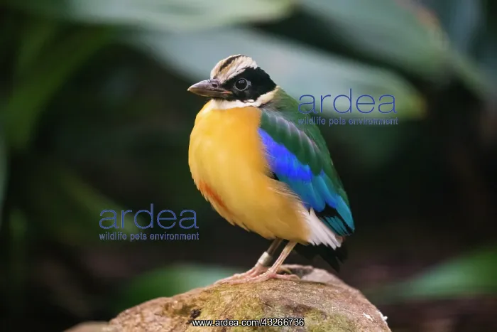 : Blue-winged Pitta, perched on stone, under controlled : Blue-winged Pitta, perched on stone, under controlled
