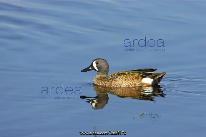  : Blue-Winged Teal