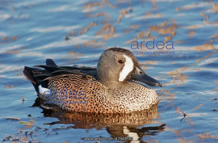  : Blue-winged Teal