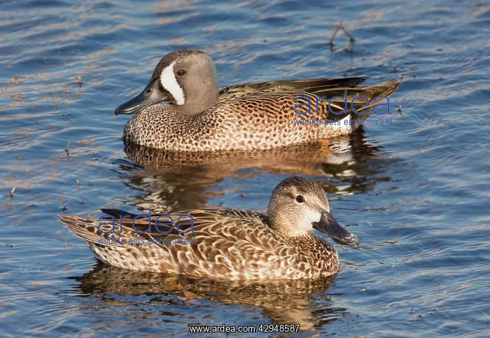 : Blue-winged Teal
