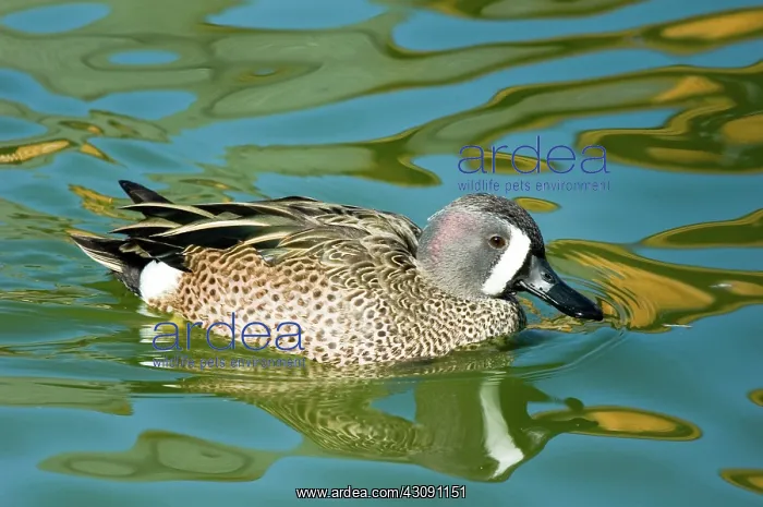 : Blue-winged Teal : Blue-winged Teal