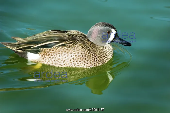 : Blue-winged Teal : Blue-winged Teal