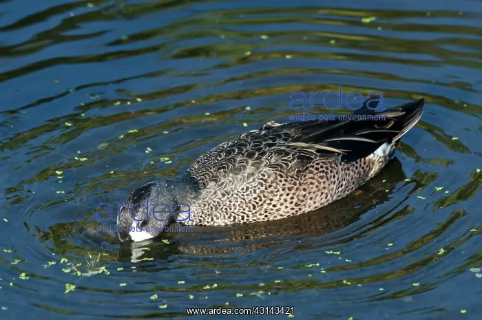 : Blue-Winged Teal : Blue-Winged Teal