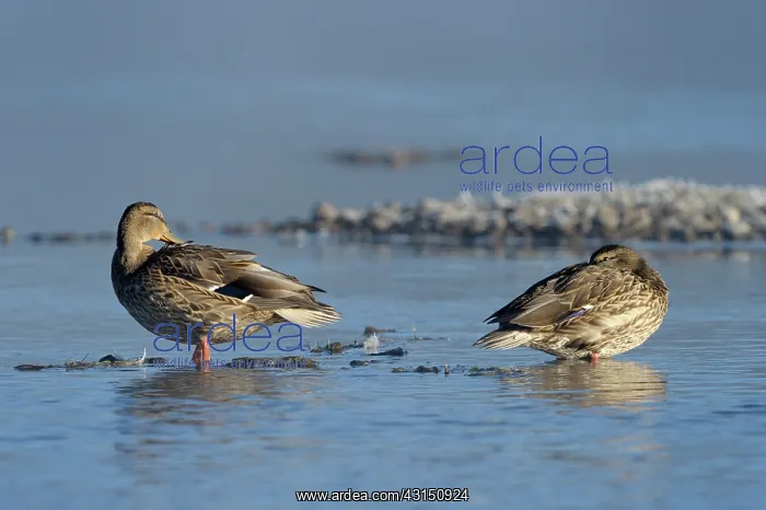 : Blue-winged Teal : Blue-winged Teal