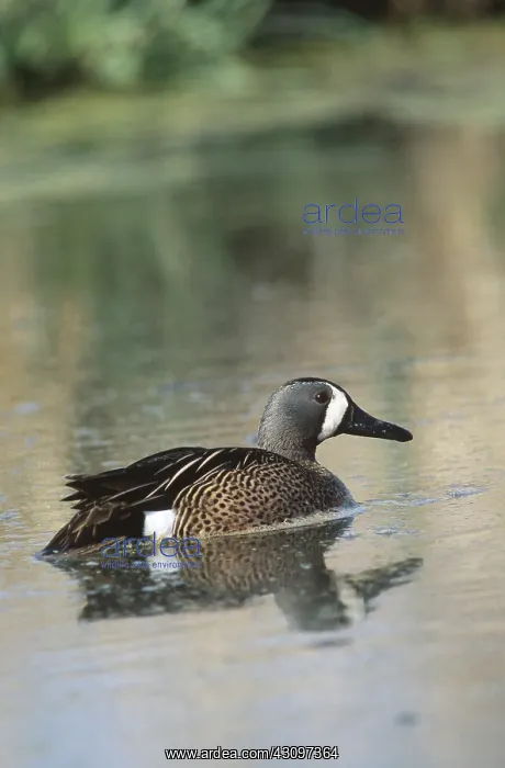 : Blue-winged Teal drake : Blue-winged Teal drake