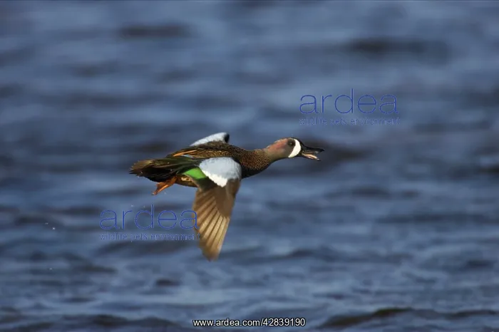 : Blue-Winged Teal - drake in flight : Blue-Winged Teal - drake in flight