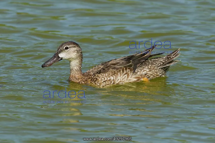 : Blue-winged Teal - female : Blue-winged Teal - female