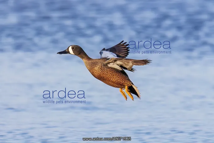 : Blue-winged teal landing in wetland, Marion County : Blue-winged teal landing in wetland, Marion County