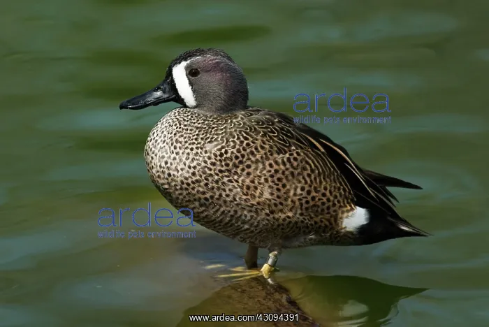 : Blue-Winged Teal Male : Blue-Winged Teal Male