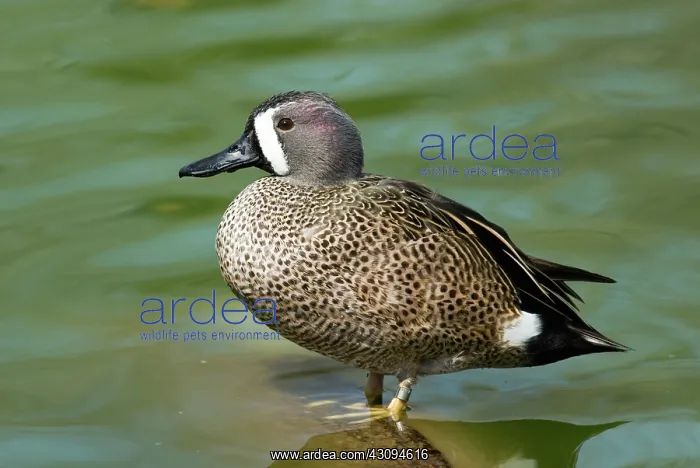 : Blue-winged Teal male : Blue-winged Teal male