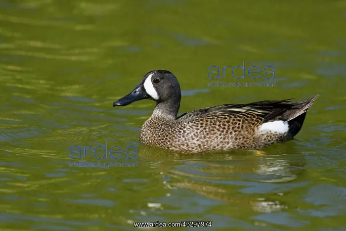  : Blue-winged Teal - male