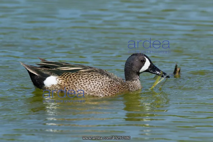 : Blue-winged Teal - male : Blue-winged Teal - male
