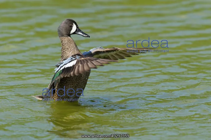 : Blue-winged Teal - male flapping wings : Blue-winged Teal - male flapping wings