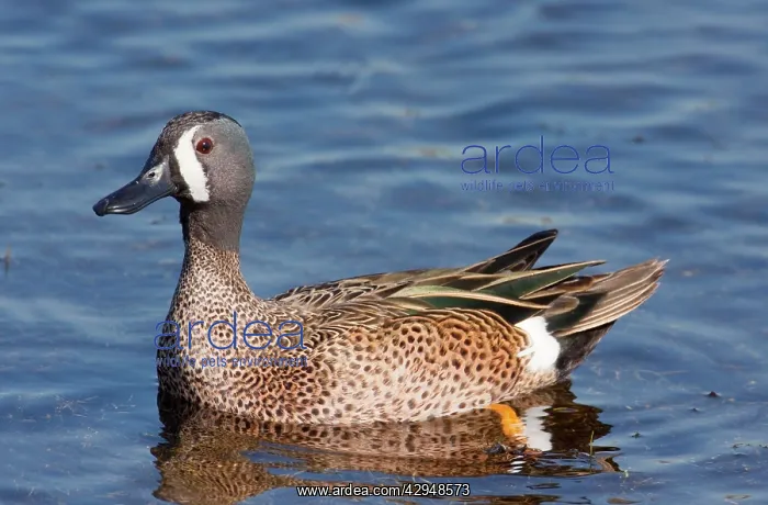  : Blue-winged Teal - Male in winter