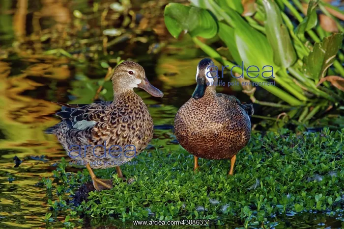 : Blue-winged Teals : Blue-winged Teals