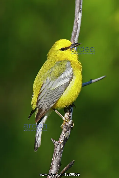 : Blue-winged Warbler : Blue-winged Warbler