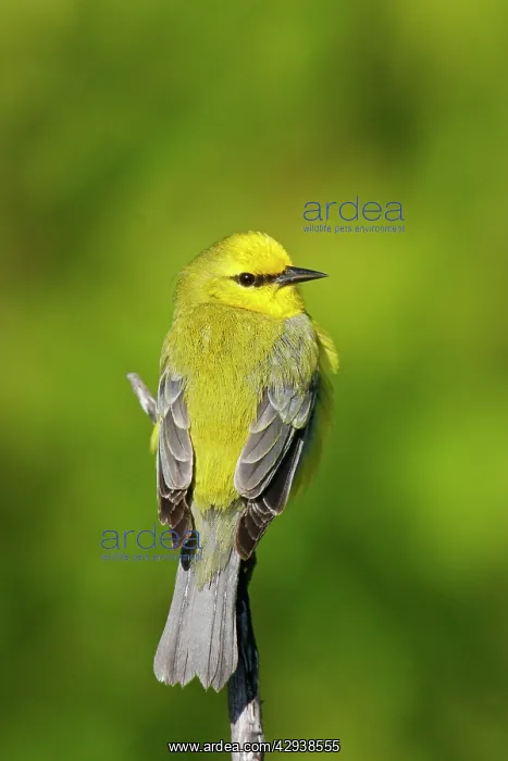 : Blue-winged Warbler : Blue-winged Warbler