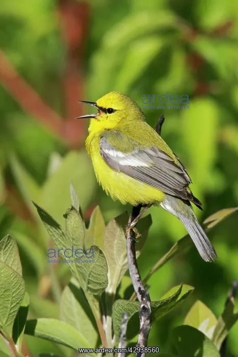 : Blue-winged Warbler : Blue-winged Warbler