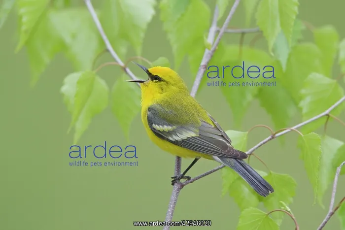 : Blue-winged Warbler : Blue-winged Warbler
