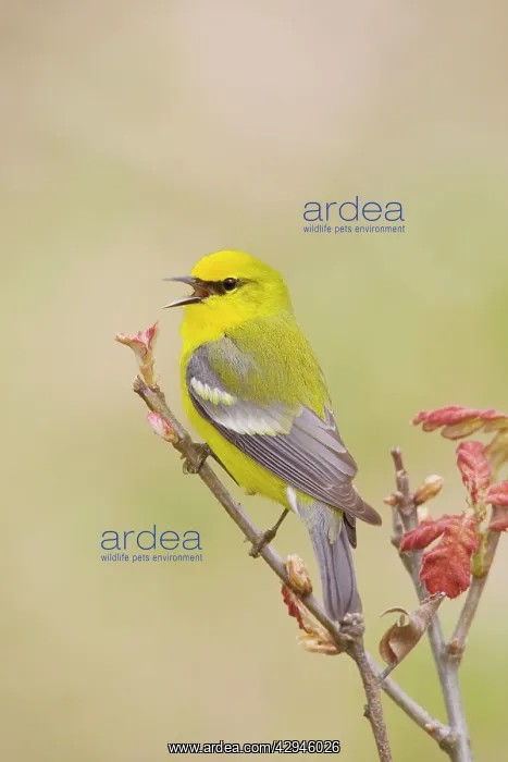 : Blue-winged Warbler : Blue-winged Warbler